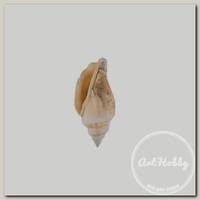'Zlatka' / 'Blumentag' DRF-021 Ракушки 15 шт. 5 см Strombus Urceus