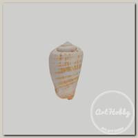 'Zlatka' / 'Blumentag' DRF-019 Ракушки 5 шт. 5 см Strombus Luhuanus