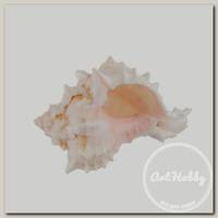 'Zlatka' / 'Blumentag' DRF-014 Б Ракушки 1 шт. 8.2 см Pink Murex Asstd